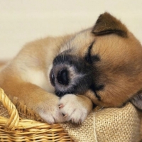 PUPPY IN A BASKET