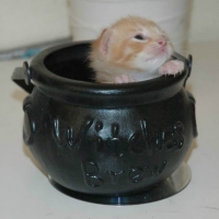 KITTEN IN A POT