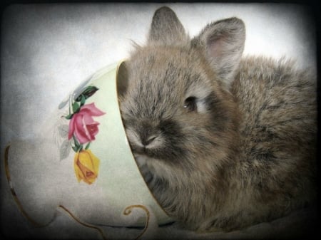 LITTLE BUNNY - BUNNY, CUTE, IMAGE, LITTLE