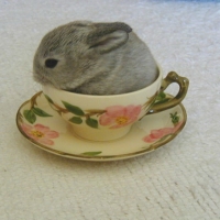 WEE LITTLE BUNNY