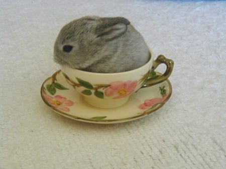 WEE LITTLE BUNNY - image, cute, bunny, little