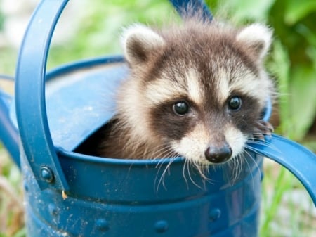 RACOON IN A CAN - image, can, cute, racoon