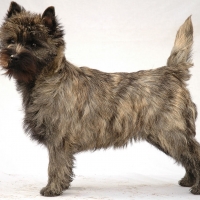 Scottish Dog Breeds - Cairn Terrier