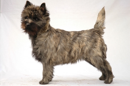 Scottish Dog Breeds - Cairn Terrier