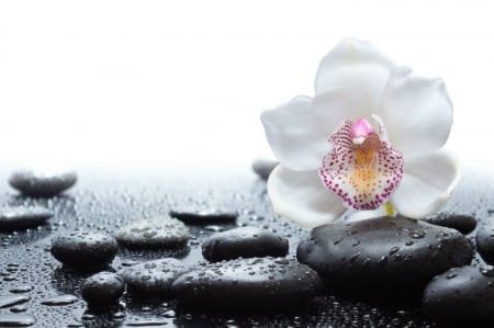 Black and white - water, spa, orchid, stones, wet