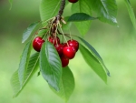 Cherries