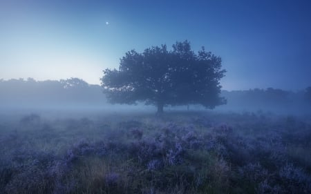 Meadow, Tree and Moon - meadow, evening, moon, tree, blue