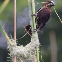 Weaver Bird Beginning the Nest