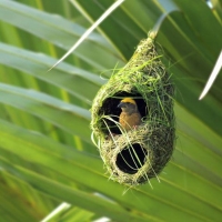 Weaver Bird Nest