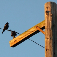 Red Winged Blackbird at the Dog Park