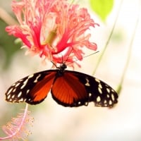 red butterfly