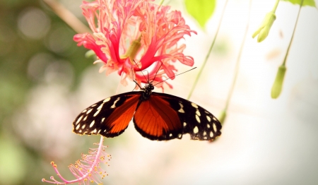 red butterfly - insect, butterfly, rose, flower