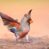 Pyrrhuloxia