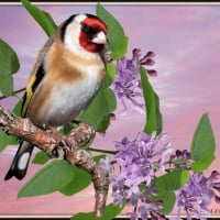 FINCH AND LILACS