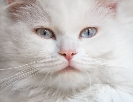 Cat - skin, eues, cat, pisica, white, face, pink, blue, animal