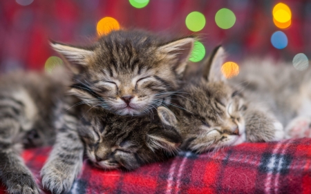 Sleeping kittens - paw, bokeh, sleep, cat, pisici, evgeny egg, kitten