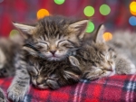 Sleeping kittens