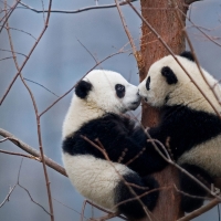 Giant Panda Cubs In The Wolong National Nature Reserve China