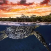 Green sea turtle at dusk Mayotte Indian Ocean