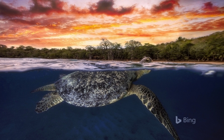 Green sea turtle at dusk Mayotte Indian Ocean - Ocean, Mayotte, Green, Turtle, At, Dusk, Indian, Sea