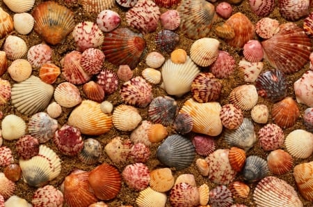 Shells - summer, shell, texture, vara, skin