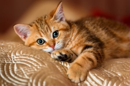 Kitten - animal, kitten, paw, cute, pisici, cat