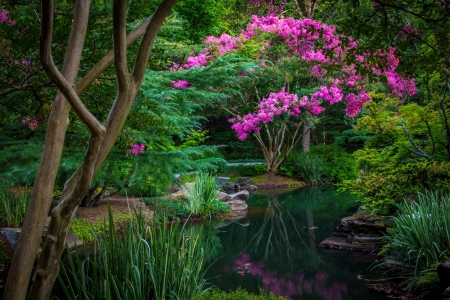 Pond flowers - pretty, trees, pond, beautiful, tranquil, reflection, flowers, garden, serenity, lake, peaceful, park