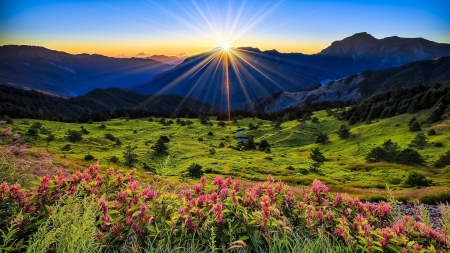 Mountain Meadow - flowers, dawn, nature, grass, meadow, mountains