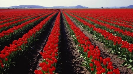 Red Tulips Field - nature, tuilps, red, field, flowers