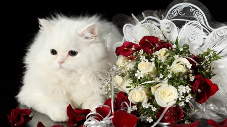 White Fluffy Kitten - fluffy, roses, white, animal, kitten, bouquet, cat