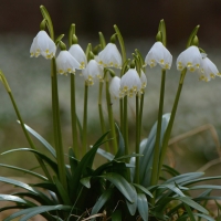 Spring snowflakes