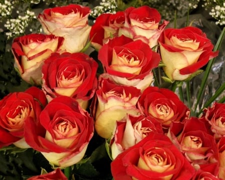 Beautiful Bouquet - flowers, roses, nature, bright, buds, bouquet