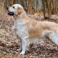 Scottish Dog Breeds - Golden Retriever