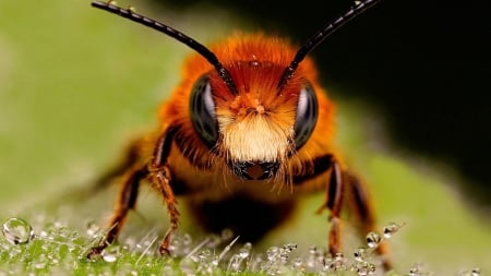 Macro of a Bee - macro, insect, bee, animal