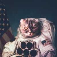 Cosmonaut cat