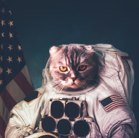 Cosmonaut cat - fantasy, animal, funny, pisici, cosmonaut, creative, cat