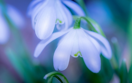 Snowdrops - white, macro, snowdrops, spring, ghiocei