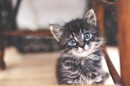 Kitten - face, cat, pisici, cute, kitten