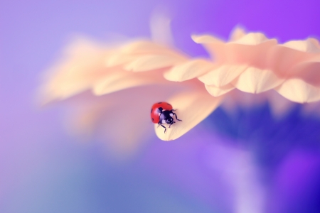 Ladybug - white, ladybug, macro, red, blue, insect, flower