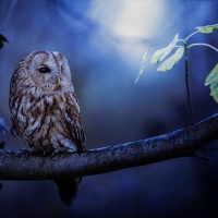 Owl at Night