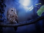 Owl at Night