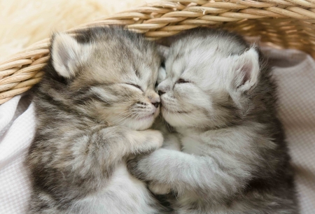 :-) - sleep, cat, couple, pisici, basket, kitten