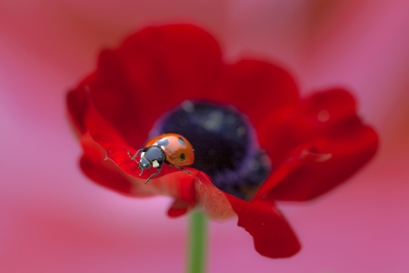 Ladybug - black, poppy, red, ladybug, macro, mac, insect, flower