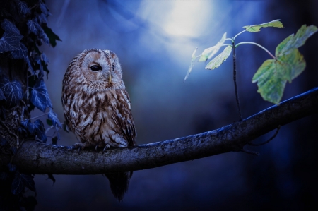 Moonlight - owl, moon, bird, blue, pasare, bufnita, luna