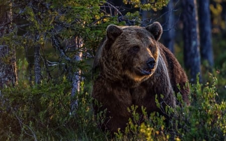 Bear - bear, urs, animal, forest