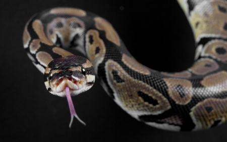 Boa Constrictor - tongue, boa constrictor, snake, black, reptile