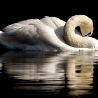 White Swan and its Reflection on the Water