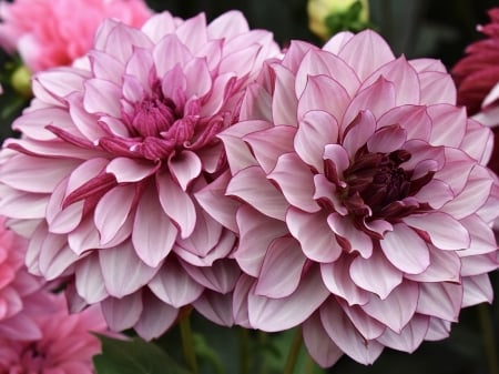 Pink Dahlias - nature, macro, pink, petals, flowers, dahlias