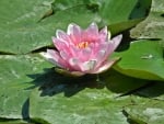 Water Lily