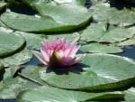 Water Lily